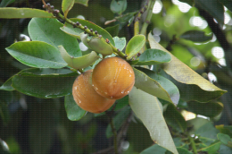 Mambolo, fruit de Diospyros blancoi, ou caca de chat à La Réunion dans l'arbre
